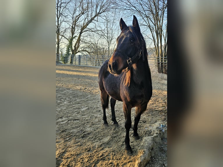 American Quarter Horse Stallion 2 years 14,2 hh Bay-Dark in Steinen