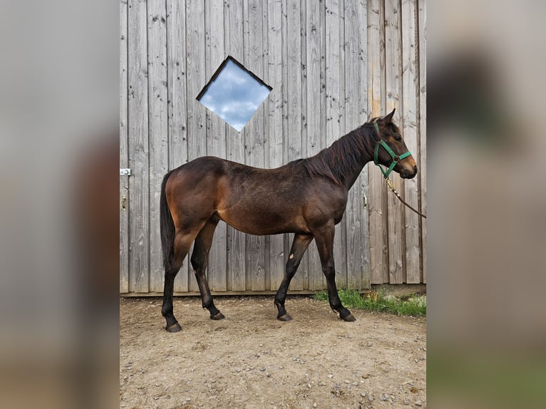 American Quarter Horse Stallion 2 years 14,2 hh Bay-Dark in Steinen