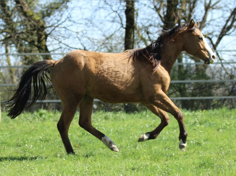 American Quarter Horse Stallion 2 years 14,2 hh Brown in Waldshut-Tiengen
