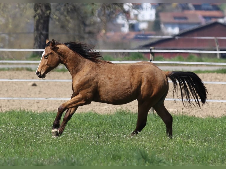 American Quarter Horse Stallion 2 years 14,2 hh Brown in Waldshut-Tiengen