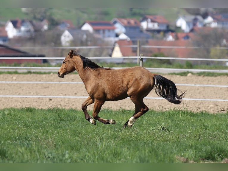 American Quarter Horse Stallion 2 years 14,2 hh Brown in Waldshut-Tiengen