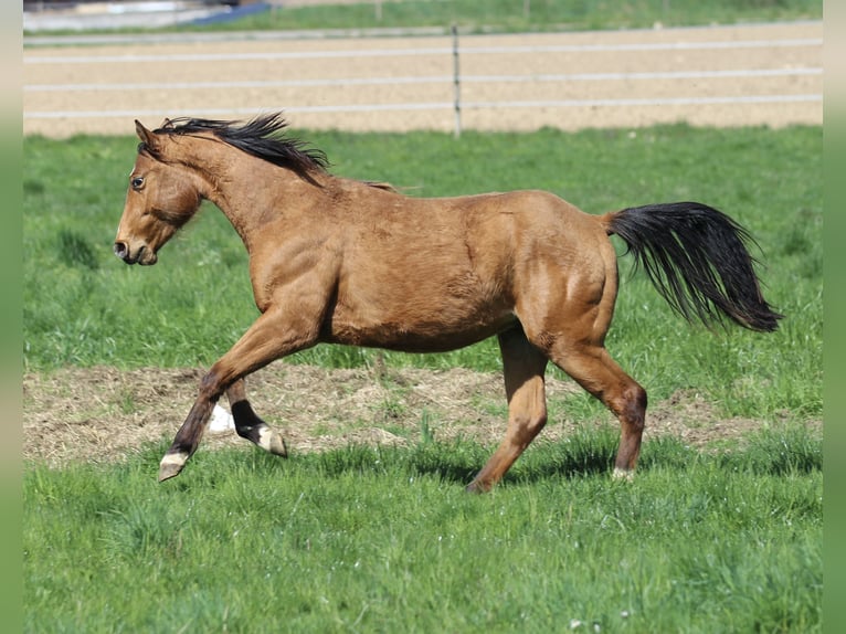 American Quarter Horse Stallion 2 years 14,2 hh Brown in Waldshut-Tiengen