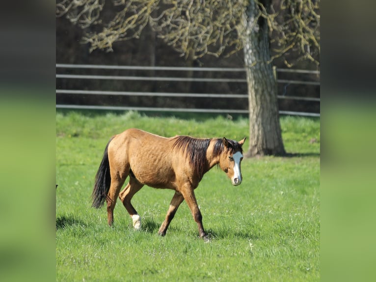 American Quarter Horse Stallion 2 years 14,2 hh Brown in Waldshut-Tiengen
