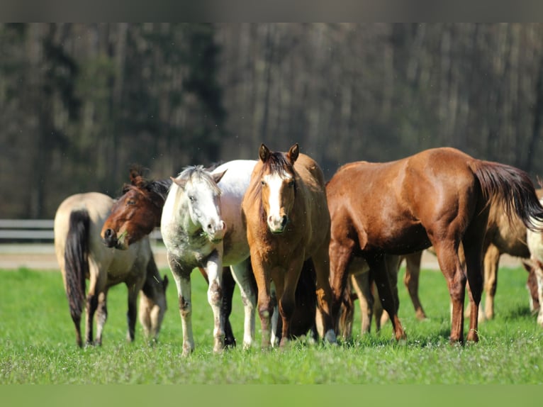 American Quarter Horse Stallion 2 years 14,2 hh Brown in Waldshut-Tiengen
