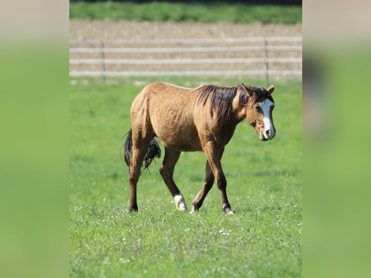 American Quarter Horse Stallion 2 years 14,2 hh Brown in Waldshut-Tiengen