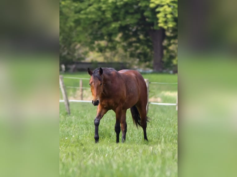 American Quarter Horse Stallion 2 years 14.2 hh Brown in Celle