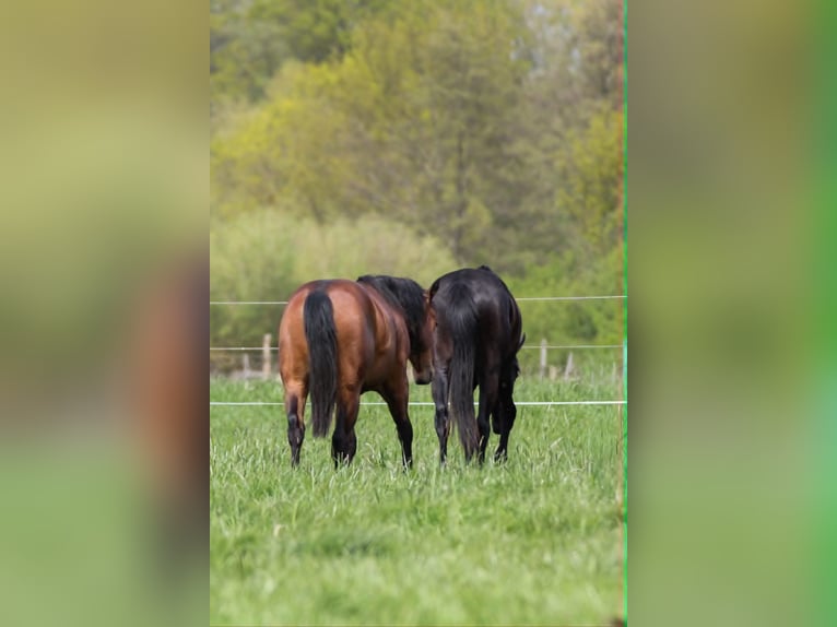 American Quarter Horse Stallion 2 years 14.2 hh Brown in Celle