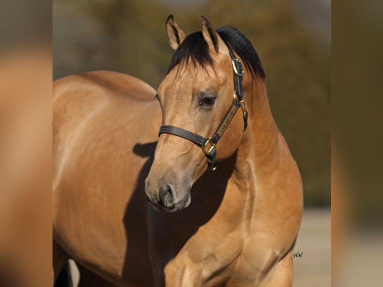 American Quarter Horse Stallion 2 years 14,2 hh Buckskin in Whitesboro