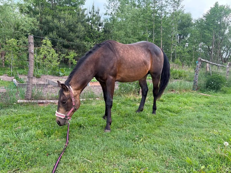 American Quarter Horse Stallion 2 years 14.2 hh Buckskin in Warsaw