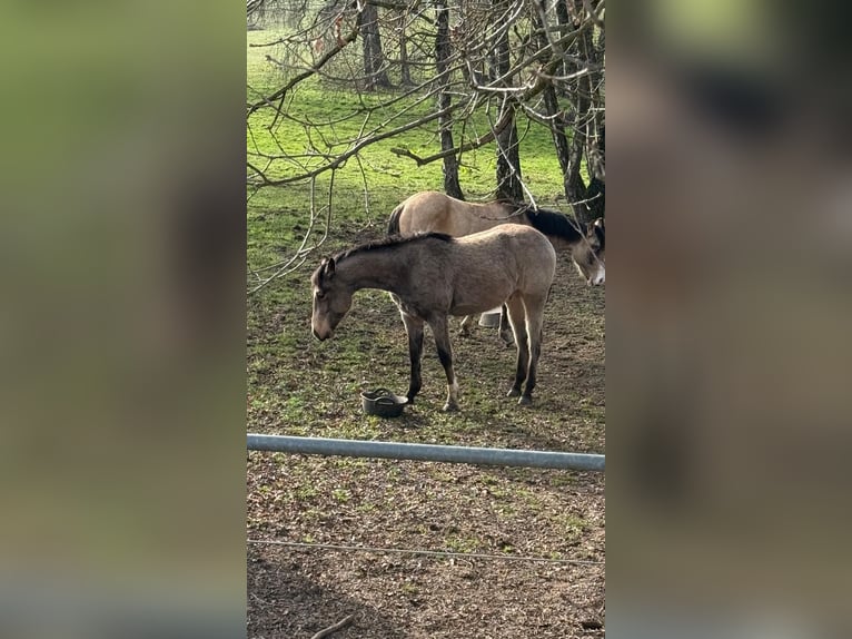 American Quarter Horse Stallion 2 years 14.2 hh Buckskin in Nistertal