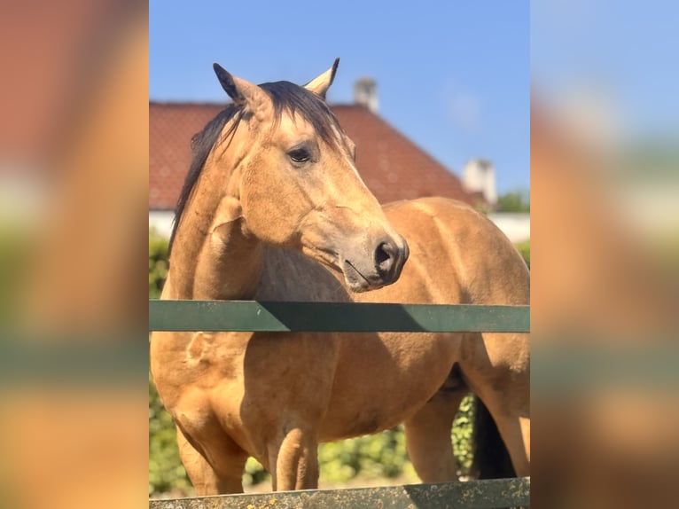 American Quarter Horse Stallion 2 years 14.2 hh Buckskin in Soest