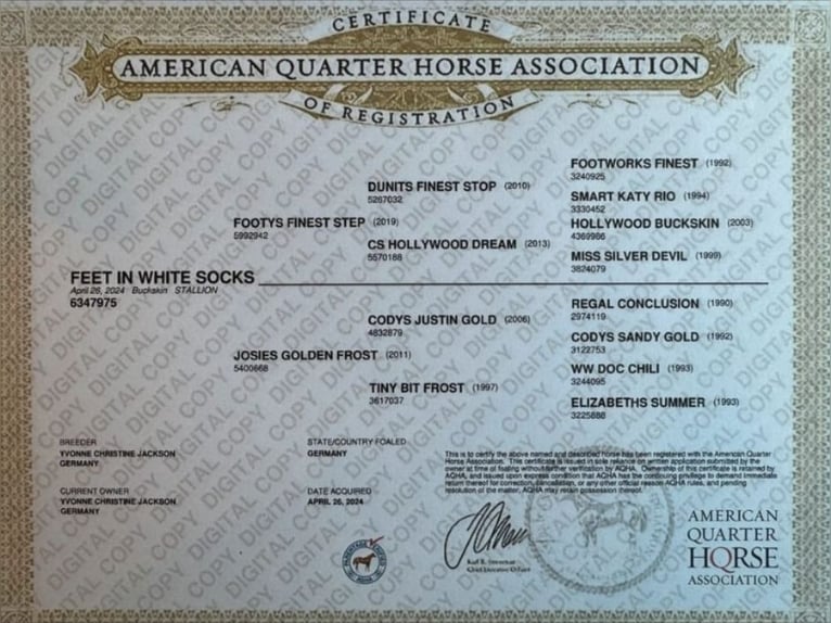 American Quarter Horse Stallion 2 years 14.2 hh Buckskin in Izsák