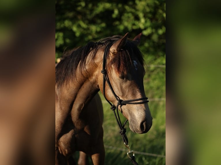 American Quarter Horse Stallion 2 years 14,2 hh Buckskin in Berschweiler