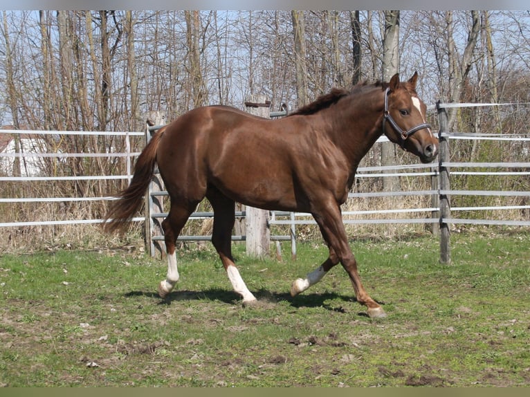 American Quarter Horse Stallion 2 years 14,2 hh Chestnut in Pöttsching
