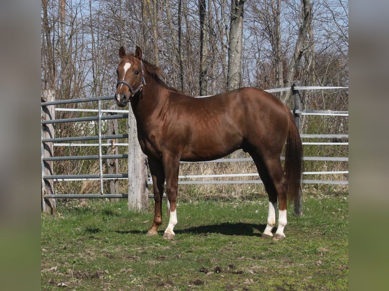 American Quarter Horse Stallion 2 years 14,2 hh Chestnut in Pöttsching