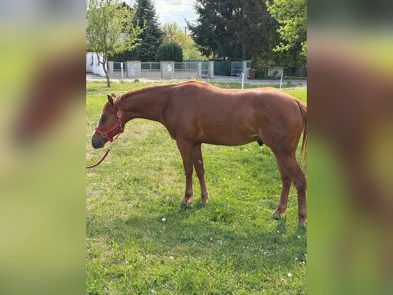 American Quarter Horse Stallion 2 years 14.2 hh Chestnut-Red in Dražkovce pri Martine