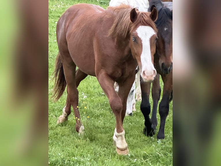 American Quarter Horse Mix Stallion 2 years 14.2 hh Chestnut-Red in Buchen (Odenwald)