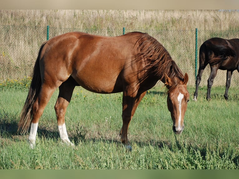 American Quarter Horse Stallion 2 years 14.2 hh Chestnut in Ludwigslust