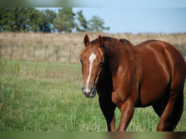 American Quarter Horse Stallion 2 years 14.2 hh Chestnut in Ludwigslust