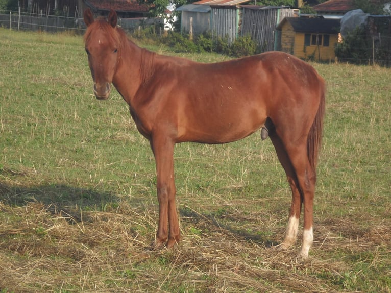 American Quarter Horse Stallion 2 years 14,2 hh Chestnut in Breitenbrunn
