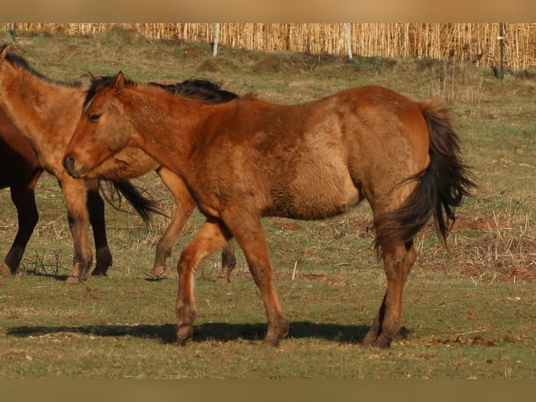 American Quarter Horse Stallion 2 years 14,2 hh Dun in Morschen