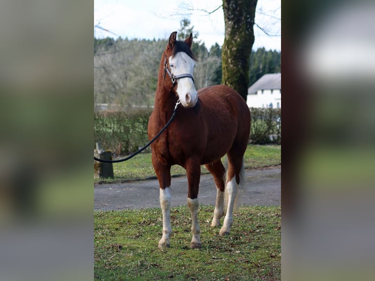 American Quarter Horse Stallion 2 years 14,2 hh Overo-all-colors in Hellenthal