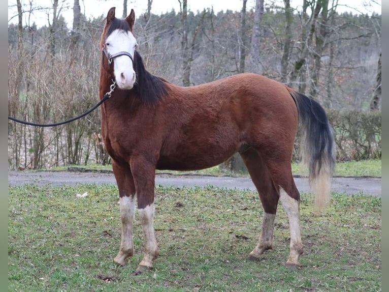 American Quarter Horse Stallion 2 years 14,2 hh Overo-all-colors in Hellenthal