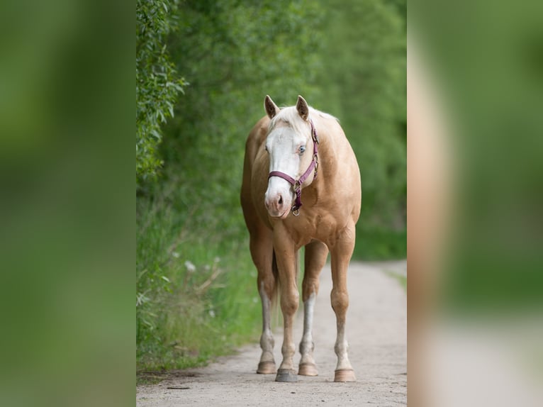 American Quarter Horse Stallion 2 years 14.2 hh Palomino in Neukalen