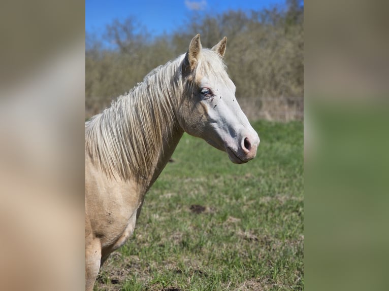 American Quarter Horse Stallion 2 years 14.2 hh Palomino in Neukalen