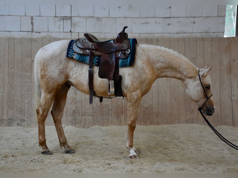American Quarter Horse Stallion 2 years 14.2 hh Palomino in Speinshart