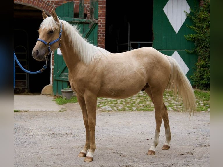 American Quarter Horse Stallion 2 years 14.2 hh Palomino in Lüdinghausen