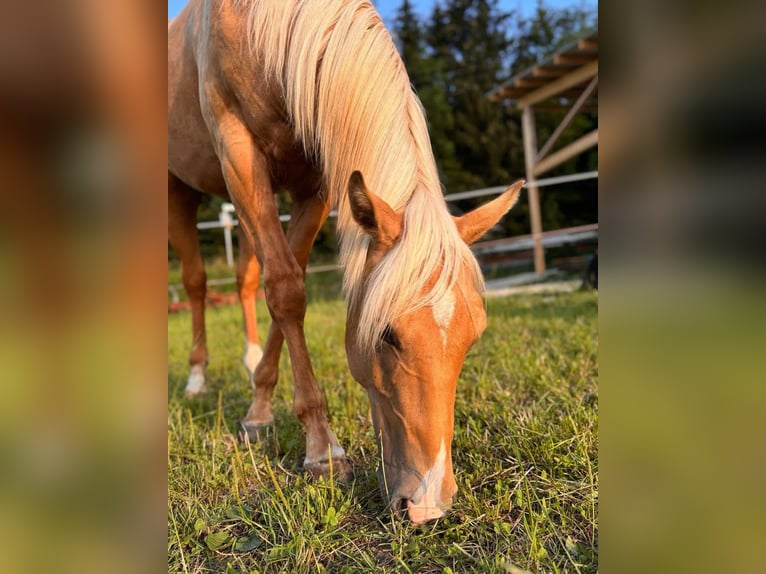 American Quarter Horse Stallion 2 years 14,2 hh Palomino in Wiedergeltingen