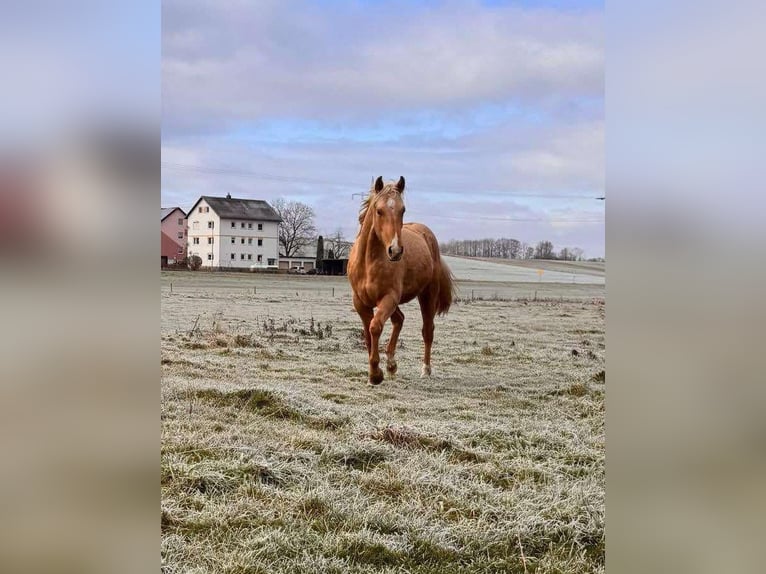 American Quarter Horse Stallion 2 years 14,2 hh Palomino in Wiedergeltingen