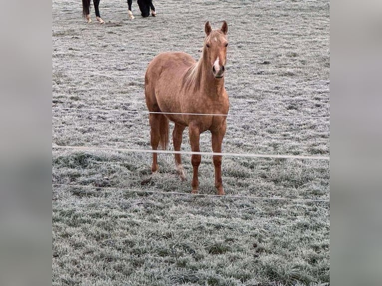 American Quarter Horse Stallion 2 years 14,2 hh Palomino in Wiedergeltingen