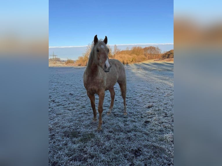 American Quarter Horse Stallion 2 years 14,2 hh Palomino in Wiedergeltingen