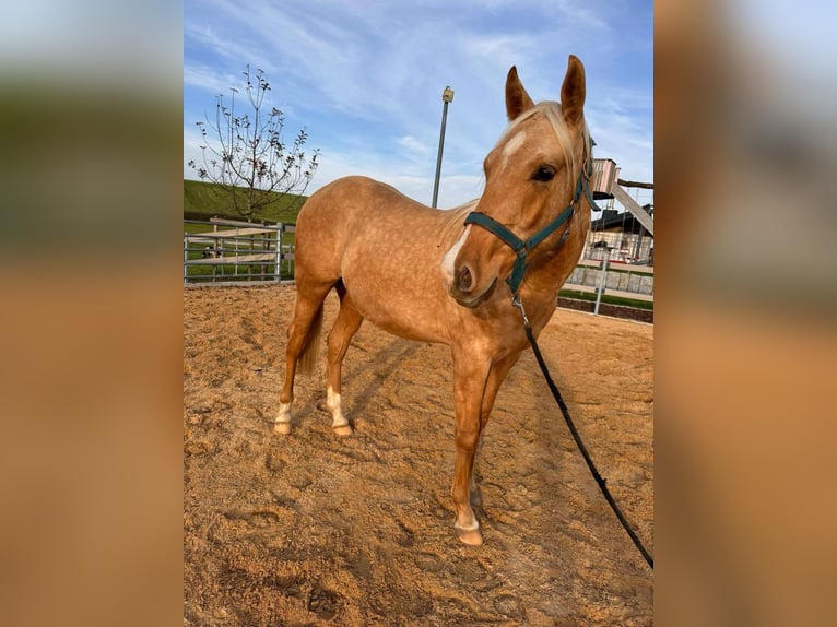 American Quarter Horse Stallion 2 years 14,2 hh Palomino in Wiedergeltingen