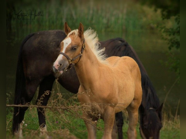 American Quarter Horse Stallion 2 years 14,2 hh Palomino in Mellingen