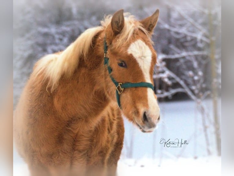 American Quarter Horse Stallion 2 years 14,2 hh Palomino in Mellingen