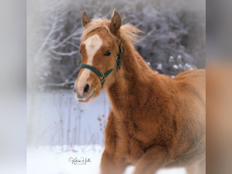 American Quarter Horse Stallion 2 years 14,2 hh Palomino in Mellingen