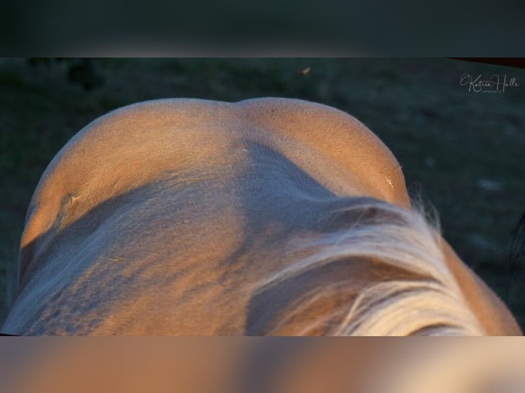 American Quarter Horse Stallion 2 years 14,2 hh Palomino in Mellingen