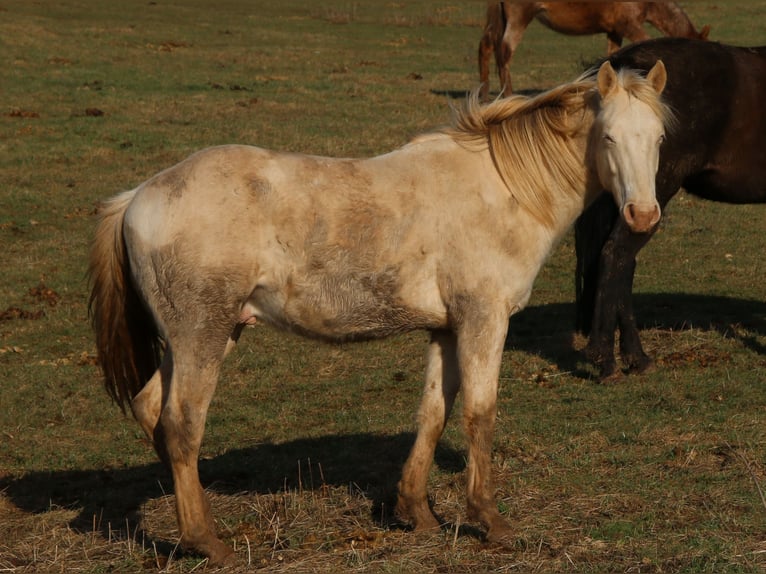 American Quarter Horse Stallion 2 years 14,2 hh Perlino in Morschen
