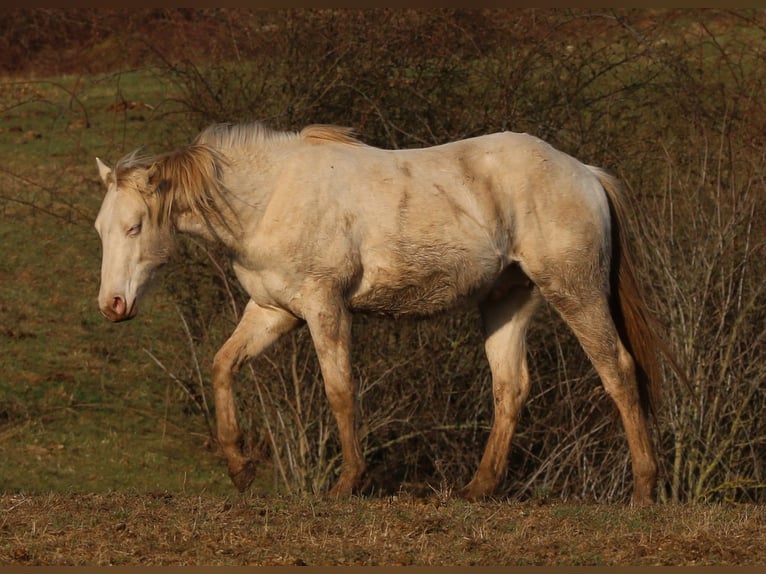American Quarter Horse Stallion 2 years 14,2 hh Perlino in Morschen