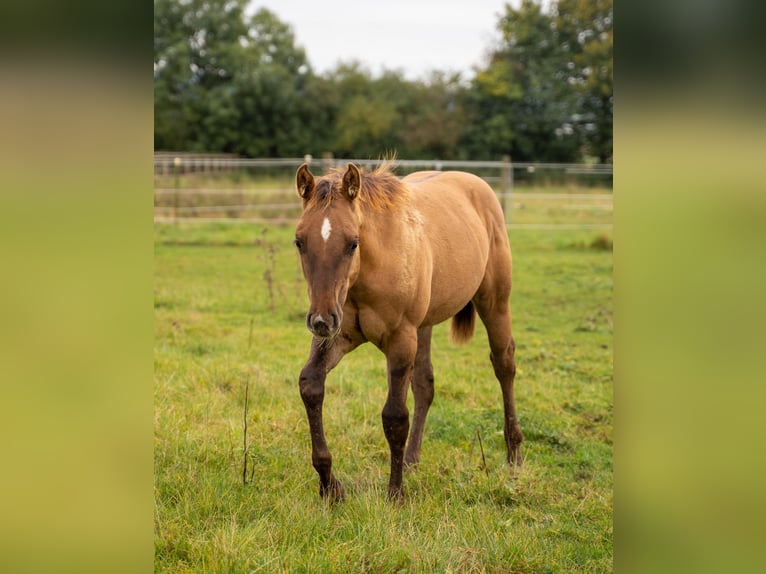 American Quarter Horse Stallion 2 years 14.2 hh Red Dun in Villingen-Schwenningen
