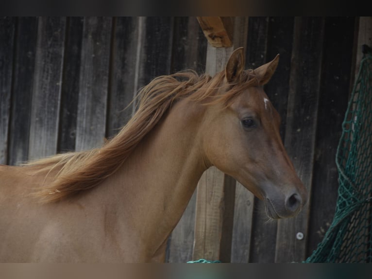 American Quarter Horse Stallion 2 years 14,2 hh Red Dun in Burgkirchen