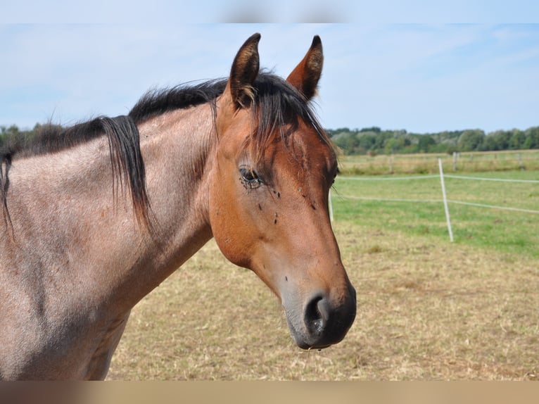 American Quarter Horse Stallion 2 years 14.2 hh Roan-Bay in Bückeburg Evesen