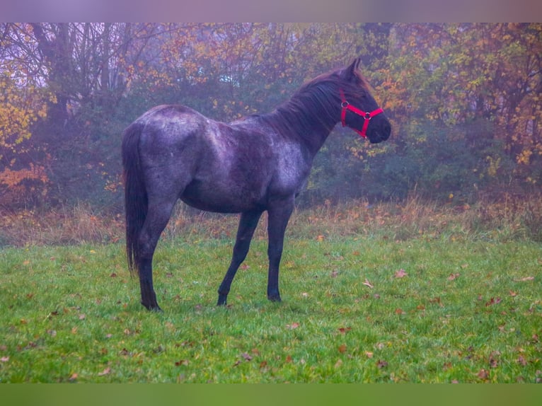 American Quarter Horse Stallion 2 years 14.2 hh Roan-Blue in Breitenbach