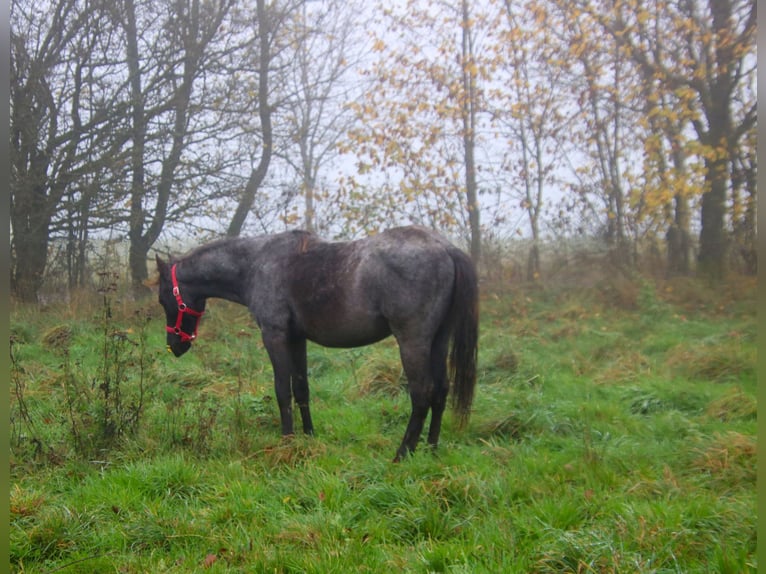 American Quarter Horse Stallion 2 years 14.2 hh Roan-Blue in Breitenbach