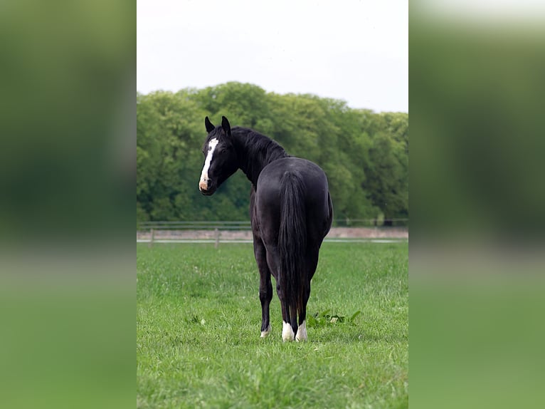 American Quarter Horse Stallion 2 years 14.3 hh Black in Celle