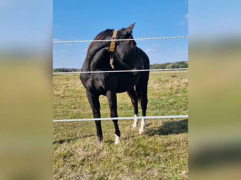 American Quarter Horse Stallion 2 years 14.3 hh Black in Celle