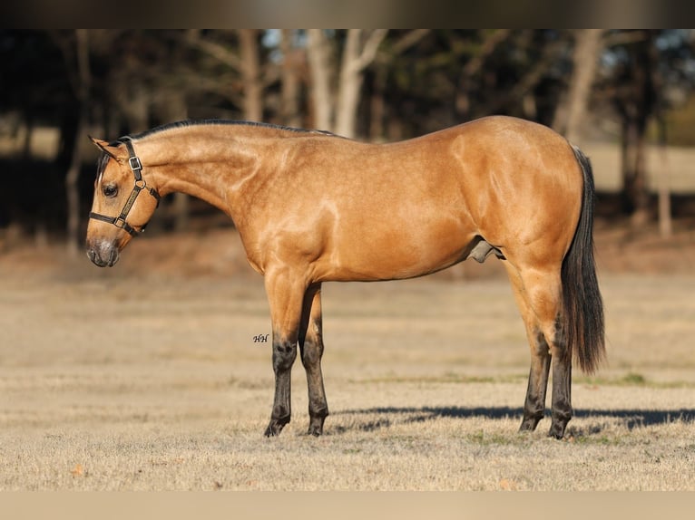 American Quarter Horse Stallion 2 years 14,3 hh Buckskin in Whitesboro